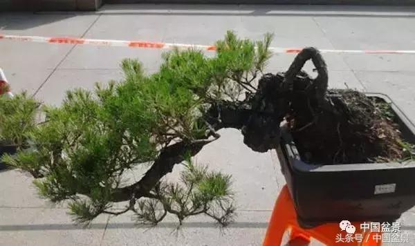 山松移植后黄叶,山松下山桩一月份怎么黄叶了