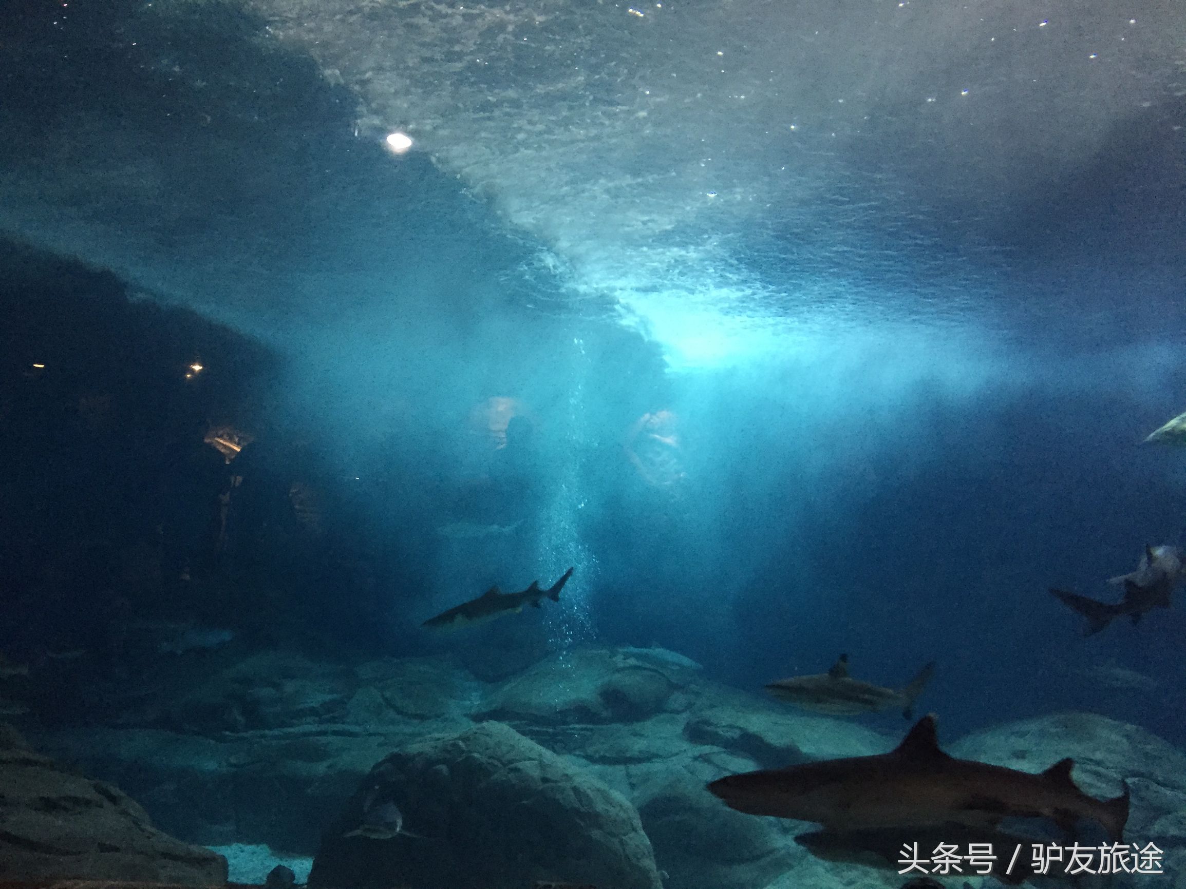 广州长隆亲子游旅行攻略,广州长隆4园2天1夜亲子游攻略