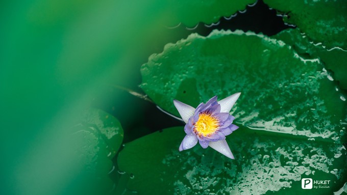 每当海岛又下起了雨,每当海岛又下起了雨读书笔记