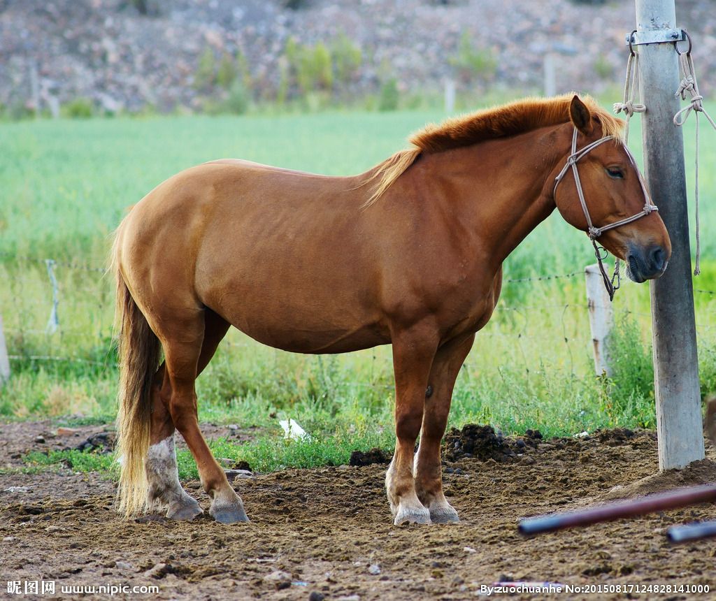 小牛喂鲸鱼奶,一天增重近两百斤!这些冷姿势,简直亮瞎眼