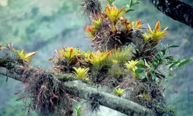 水族箱草缸开缸教程新手入门,雨林缸开缸多久植物才会稳定