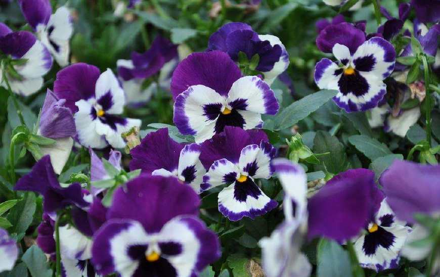 三色堇庭院图片,三色堇可食用盆栽