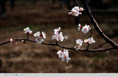 身上长桃花癣怎么回事,入春脸突然痒怎么回事