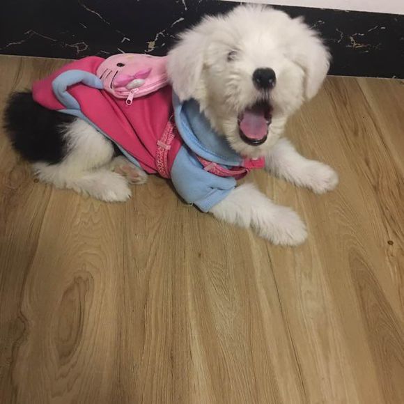 去狗市，1300元买下这只未满两月的古牧，我们的噩梦就开始了