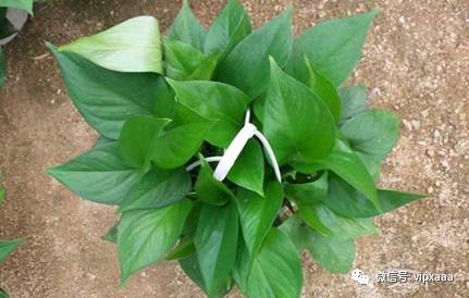 绿萝叶子黄了什么原因造成的,绿萝的叶子会变黄的原因