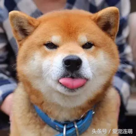 带着秋田犬自驾游,带秋田犬自驾