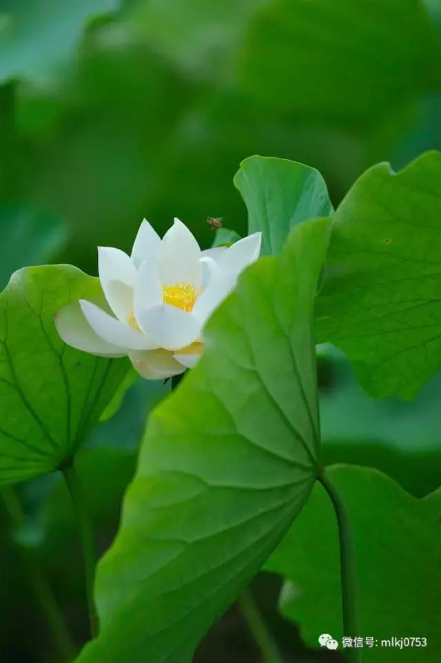 以二十四节气之名，诠释梅州之美