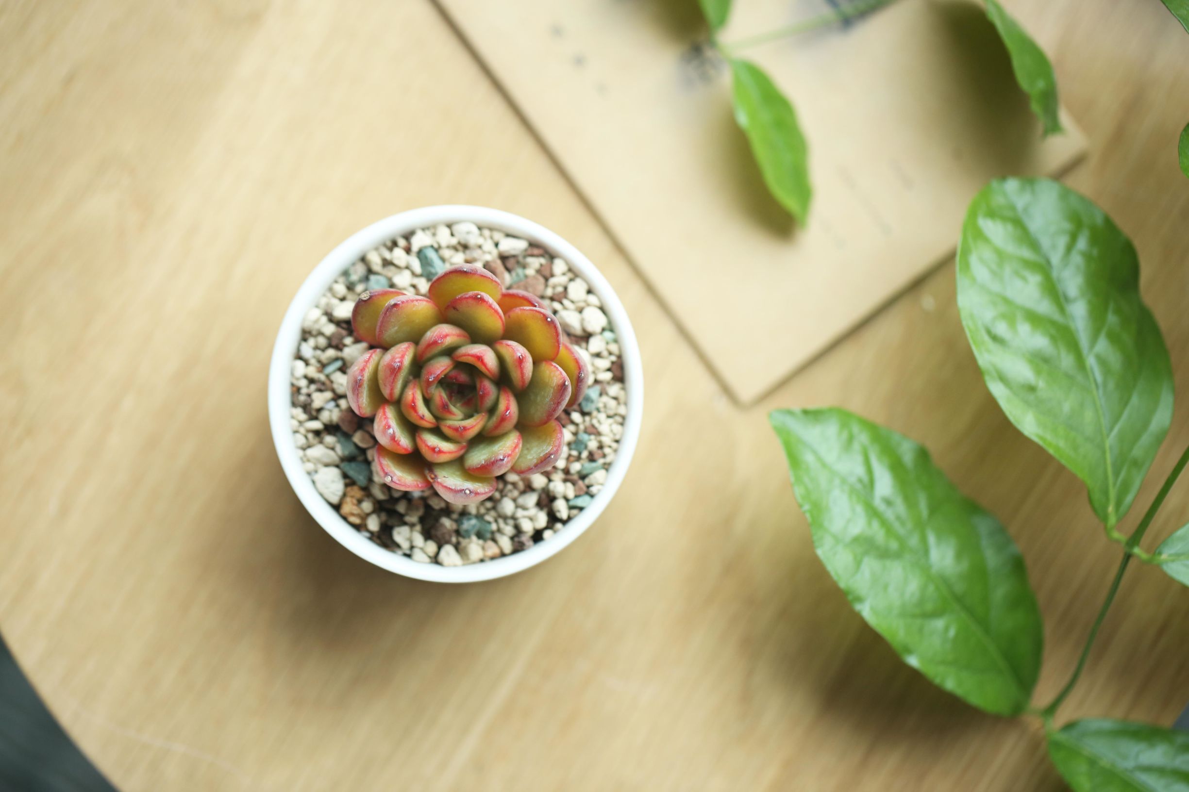 多肉修根用什么土好养活,多肉修根上盆多久可浇水