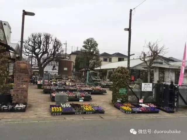 走进多肉园视频,走进日本的南瓜种植