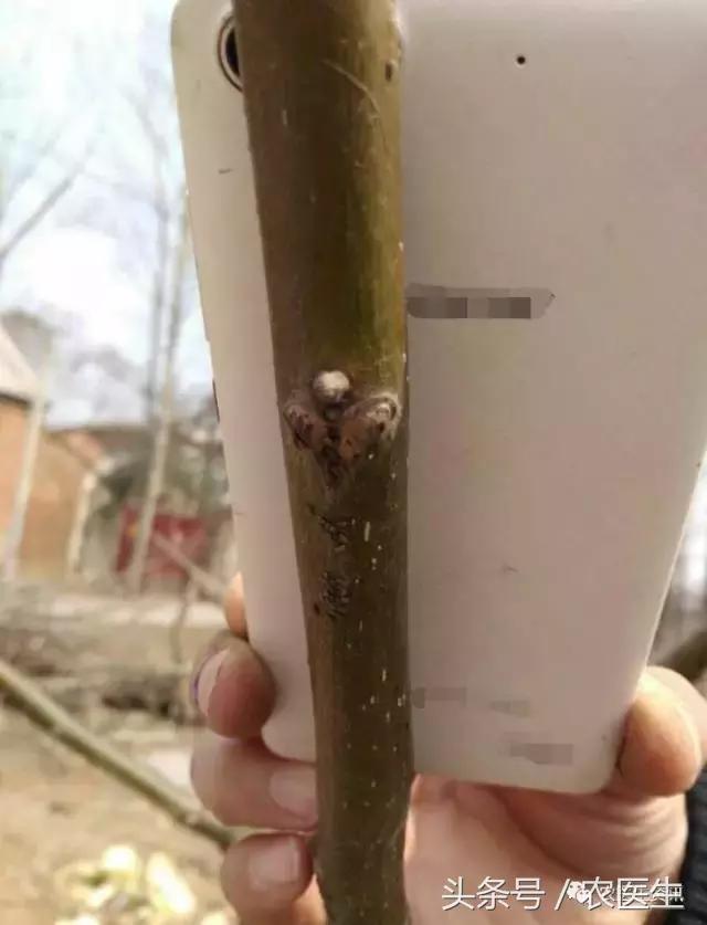 白菜被虫子咬怎么治,新种的白菜被虫咬怎么办