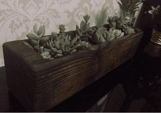 多肉可以用木头种植吗,在家养多肉省钱的最高境界
