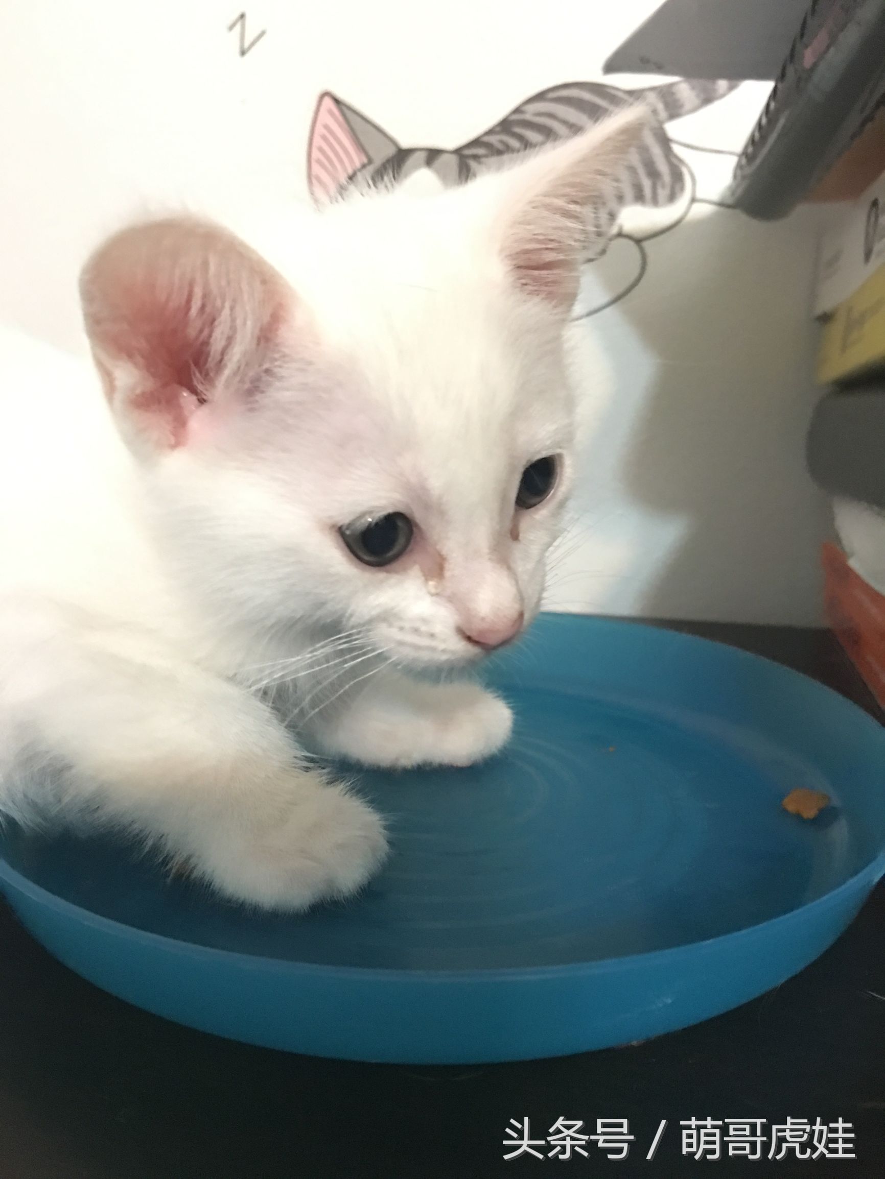 小奶猫第一次吃猫粮,小奶喵吃零食视频