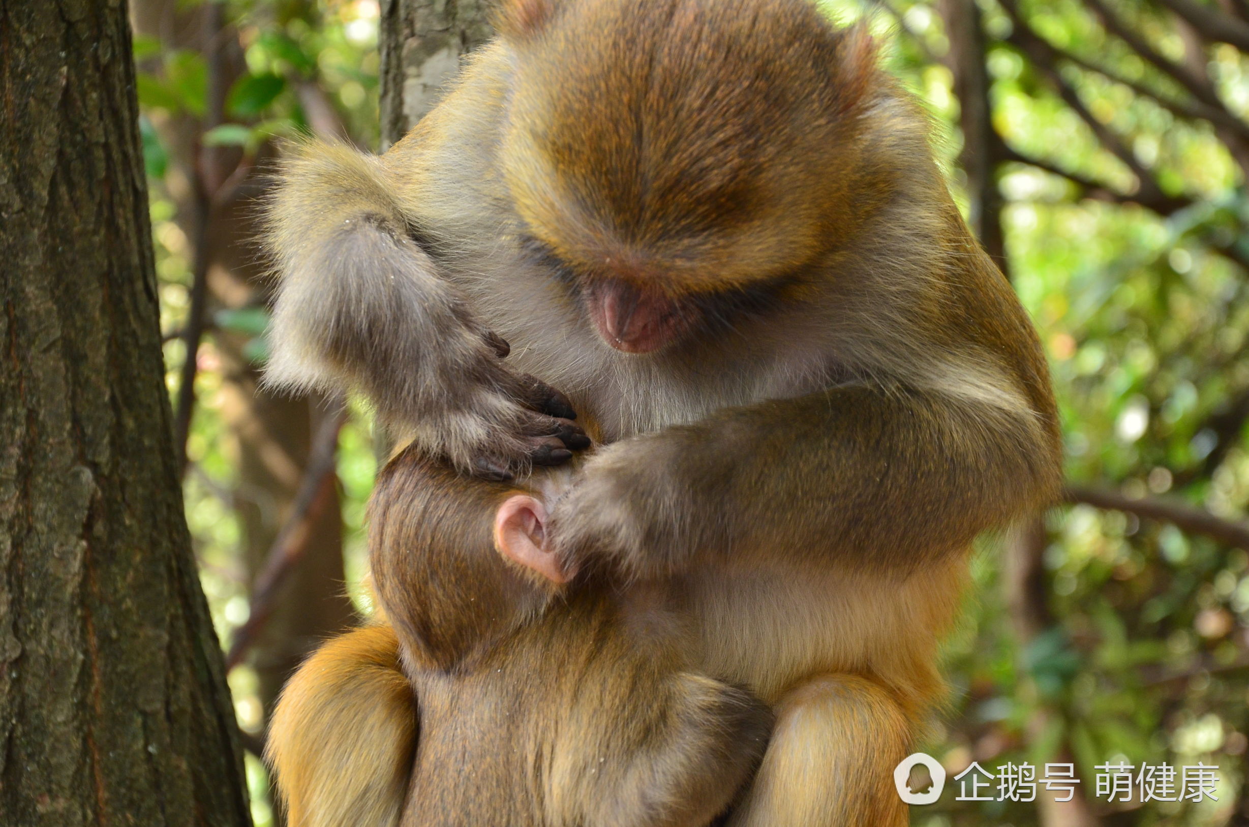耳朵痒痛要警惕早期症状,脖子后耳朵痒是癌症的前兆