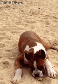 三个月狗狗挑食偏瘦但很活泼,狗狗小时候也可爱长大后更卡