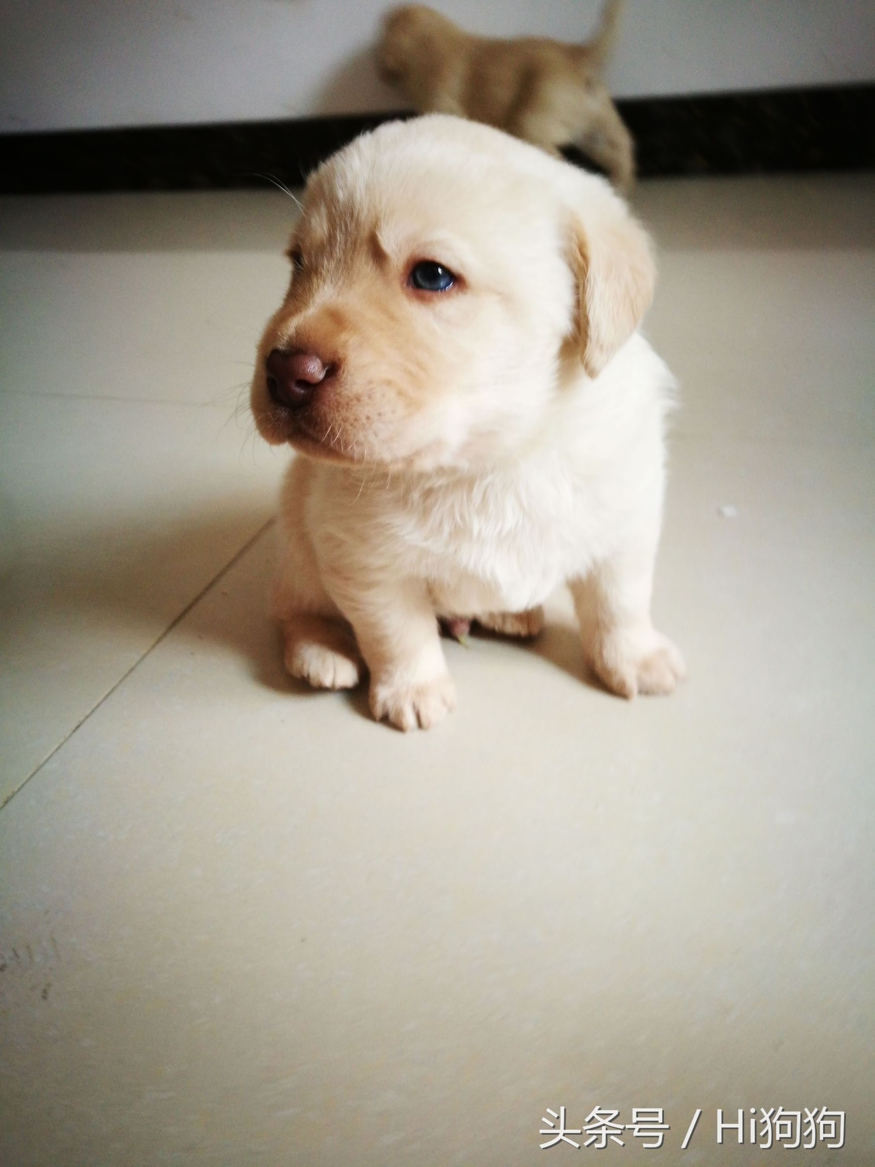 拉布拉多领养现场选出新主人,大骨架拉布拉多幼崽领养