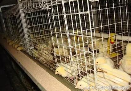 防治鸡呼吸道疾病，请补充维生素A、维生素D