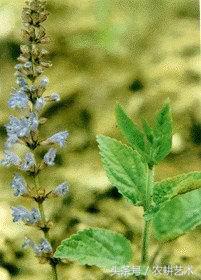 茎块中草药图谱大全,本草纲目中草药图谱