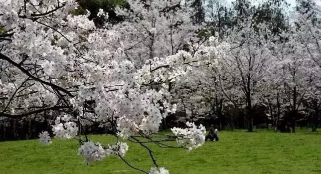 沪上樱花在哪里,沪上赏花