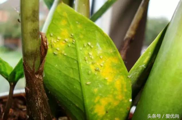 金钱树叶片发黄怎么解决,盆栽金钱树叶子黄了是什么原因