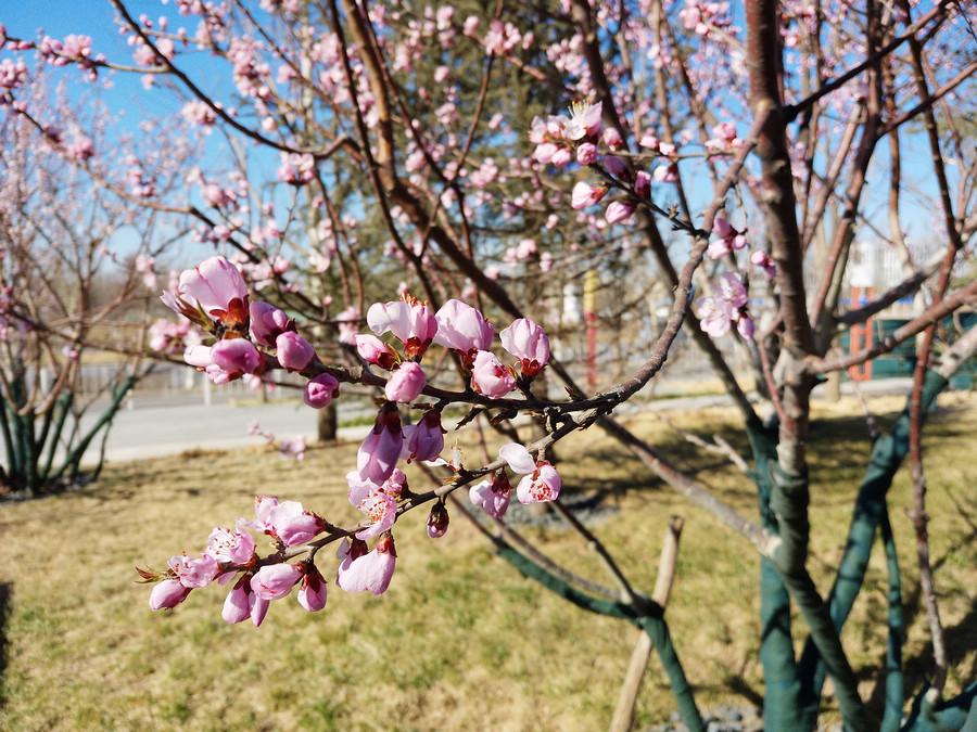 美图t8s手机测评,美图t8手机评测视频