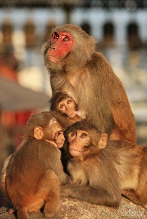 经典尼泊尔纪实旅行,西藏尼泊尔行摄