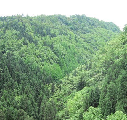 恩施森林旅游,恩施咸丰坪坝营旅游景点