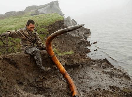 俄罗斯挖猛犸象牙视频 (俄罗斯开采猛犸象牙吗)