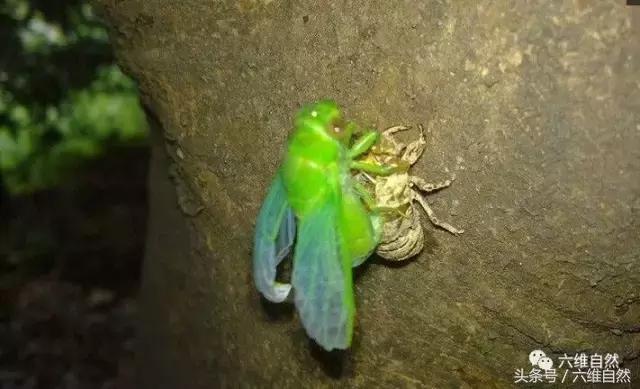 不同品种的蝉叫声有什么不同,知了与蝉的种类和叫声区别