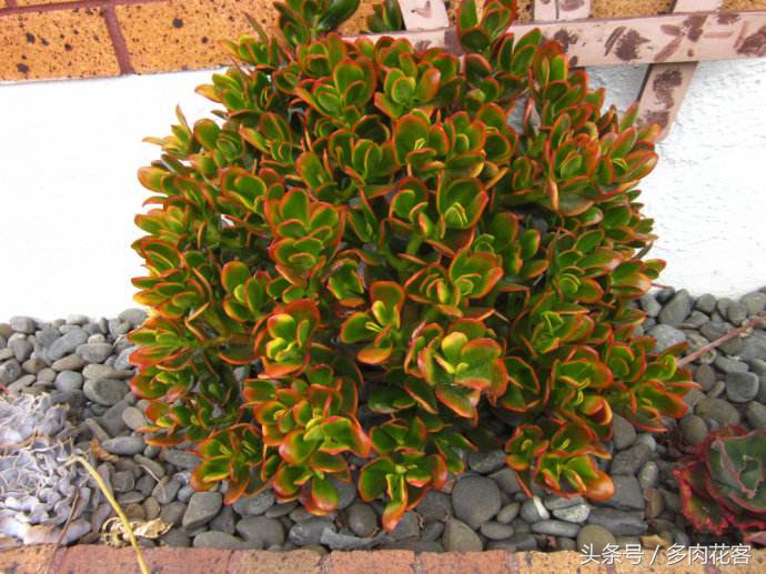 多肉天狗之舞完整版,每天带你认识不同的多肉植物