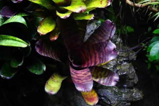 水族箱草缸开缸教程新手入门,雨林缸开缸多久植物才会稳定