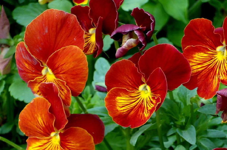 三色堇庭院图片,三色堇可食用盆栽