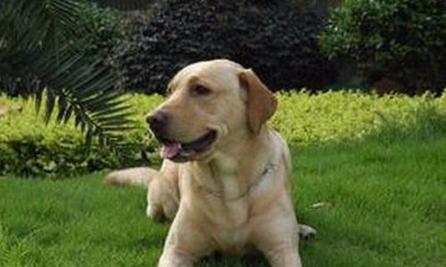 老年狗狗缺钙有哪些表现,老年狗缺钙多久能补好