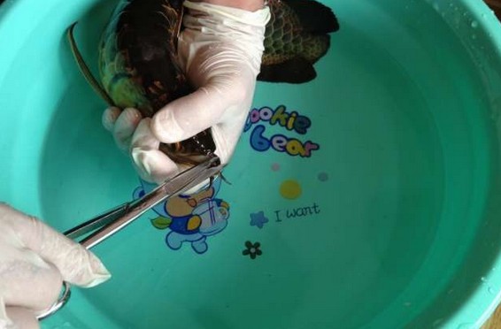 龙鱼腹鳍恢复过程,龙鱼拔鳞手术需要注意什么