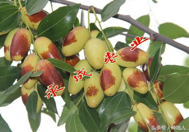 最甜枣树品种子弹头枣,什么枣树品种好吃又甜又大