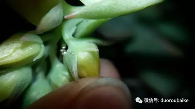 小心！这些坏蛋会吃多肉哦！