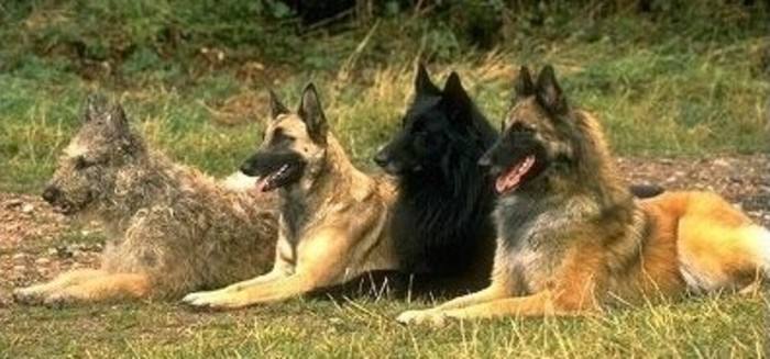 养这些牧羊犬，主子们可得好好调教，不然分分钟给甩脸色！