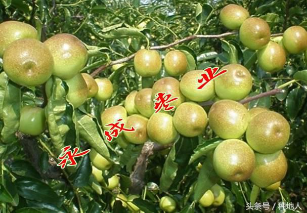 最甜枣树品种子弹头枣,什么枣树品种好吃又甜又大
