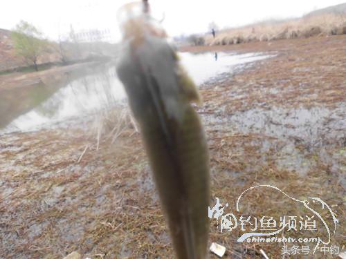 天气变化时鱼怎么不好钓,天气忽冷忽热鱼会怎么样