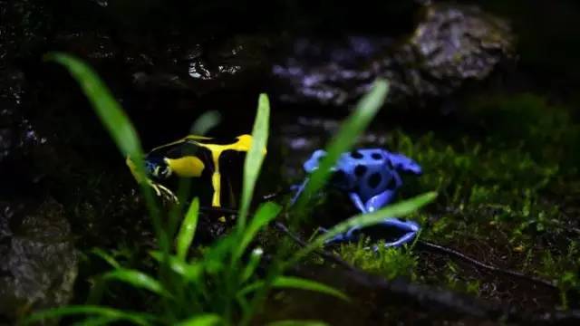 水族箱草缸开缸教程新手入门,雨林缸开缸多久植物才会稳定