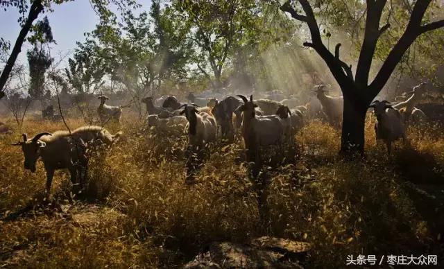 醉美滕州套餐,枣庄风景最美的景点