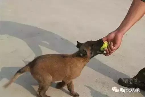 分享训练马犬的那些小技巧