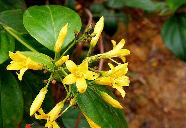 乾隆微服私访野史,乾隆微服私访记救驾