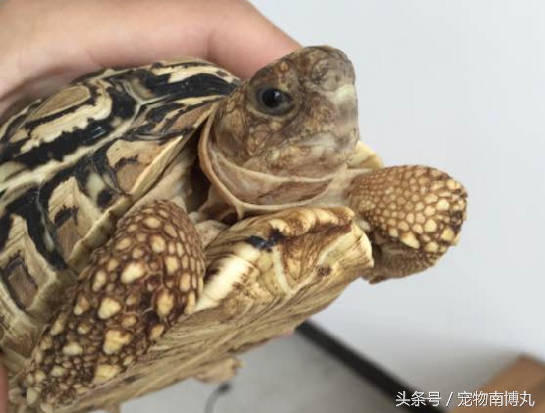 如何剪去陆龟的增生喙,陆龟嘴唇增生怎么修