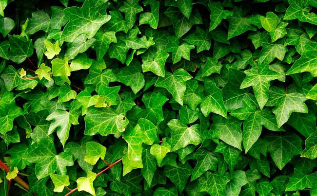 常春藤可以栽在假山上吗,心形常春藤盆栽