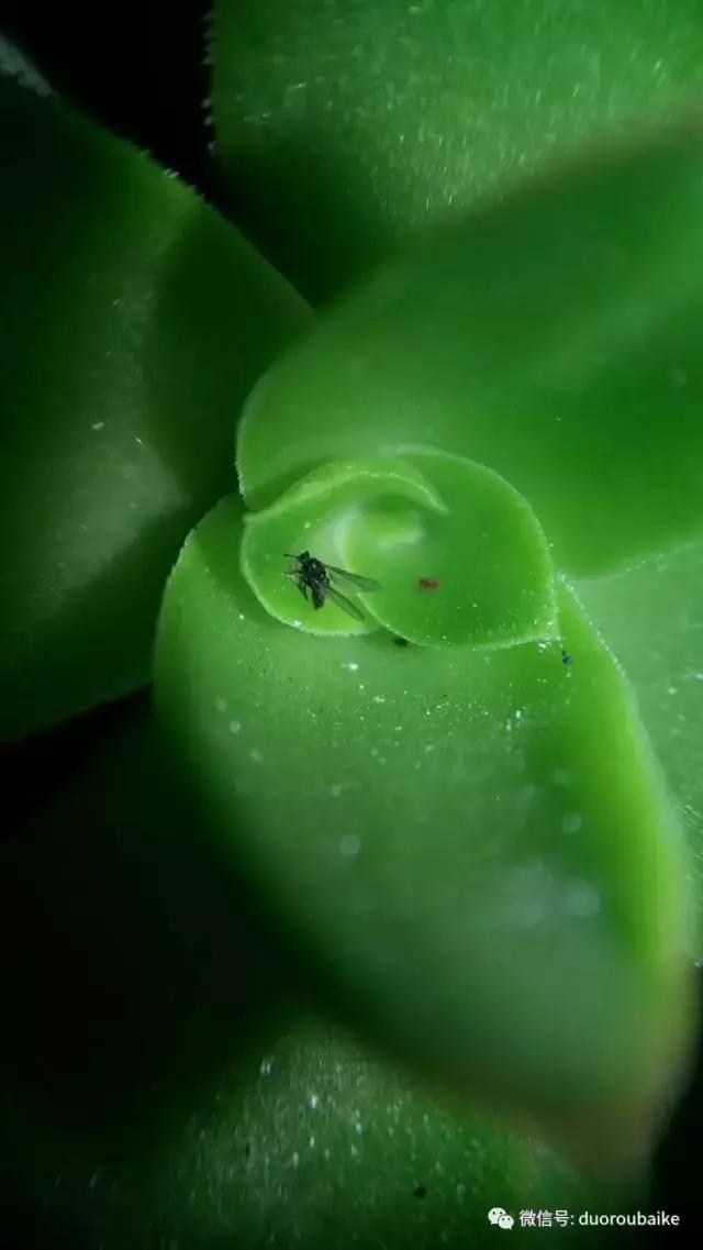 小心！这些坏蛋会吃多肉哦！