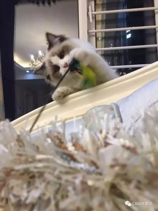 布偶幼猫毛打结了怎么办,布偶幼猫毛灰