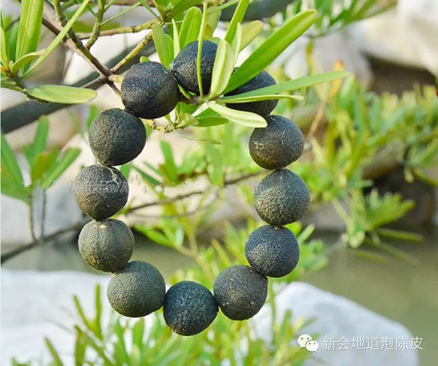 新会柑胎和广西柑胎的外形区别,新会柑胎介绍