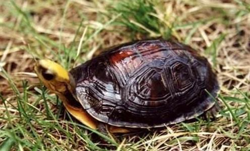 世界已经灭绝的十大名龟视频,中国十大灭绝乌龟排名