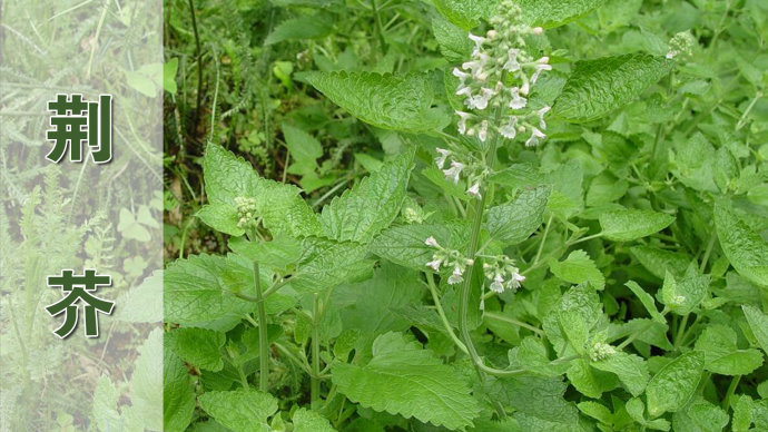 它们都是鼻炎的克星，但很多人都不认识它们，更不知道它们的用处