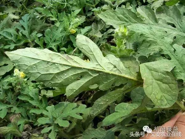 西瓜六必治瓜类六大病害一招搞定,西瓜病害六必治